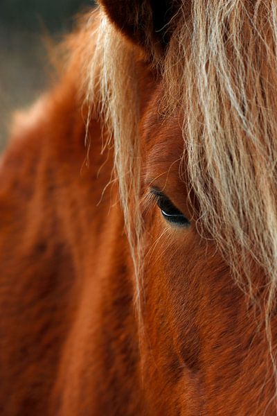 Horse in peace and quiet by Wim Bodewes