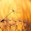 Paardenbloem pluis bij zonsondergang van Cor de Hamer