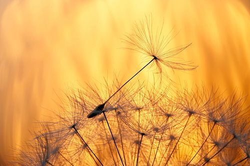 Paardenbloem pluis bij zonsondergang