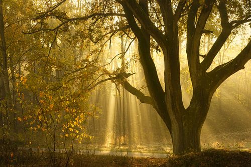 Bui van Hemels Licht
