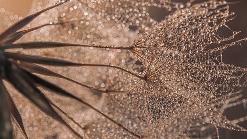 Panorama van een stukje morgenster (Tragopogon)