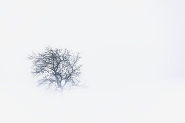 Baum in verschneiter Winterlandschaft