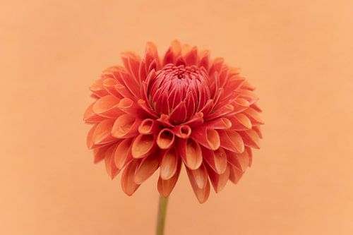 Liefde voor dahlia's oranje