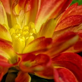 Cœur de dahlia avec la pleine lumière sur le cœur de la fleur sur Hein Fleuren
