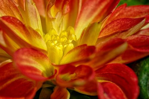 Dahlia heart with full light on the heart of the flower