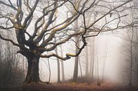 The entangled witch