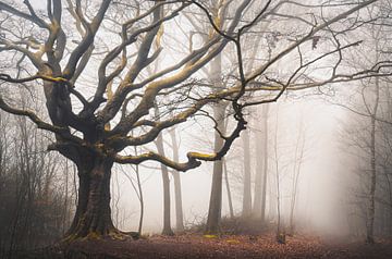 The entangled witch by Rob Visser