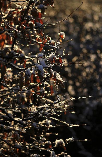 Wintertime by Thomas Jäger