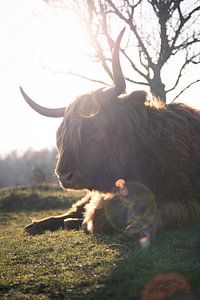Le Highlander écossais sous le soleil du printemps sur Thom Brouwer
