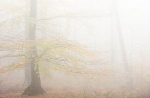 Rust in het bos van Danny Slijfer Natuurfotografie