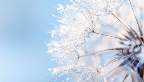 Pissenlit en macro sur Mustafa Kurnaz