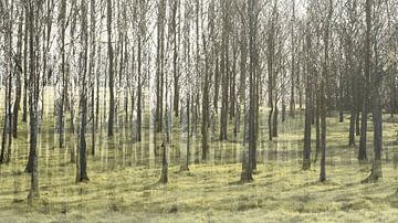 Bomen in meervoudige belichting van Lucia Leemans
