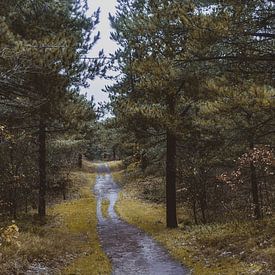 Het pad door het bos van Dixy Kracht