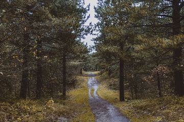 Het pad door het bos van Dixy Kracht