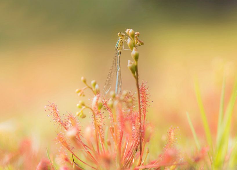 Sundew vs Damselfly by Ans Bastiaanssen