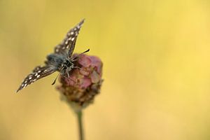 Schmetterling, Kleiner Würfel-Dickkopffalter von Gonnie van de Schans