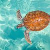 Schildkröte auf Curaçao von studio photoflash