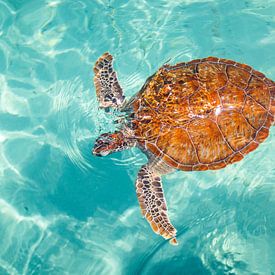 Waterschildpad op Curaçao van marloes voogsgeerd