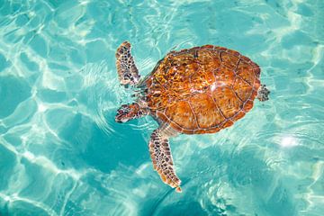 Waterschildpad op Curaçao van marloes voogsgeerd
