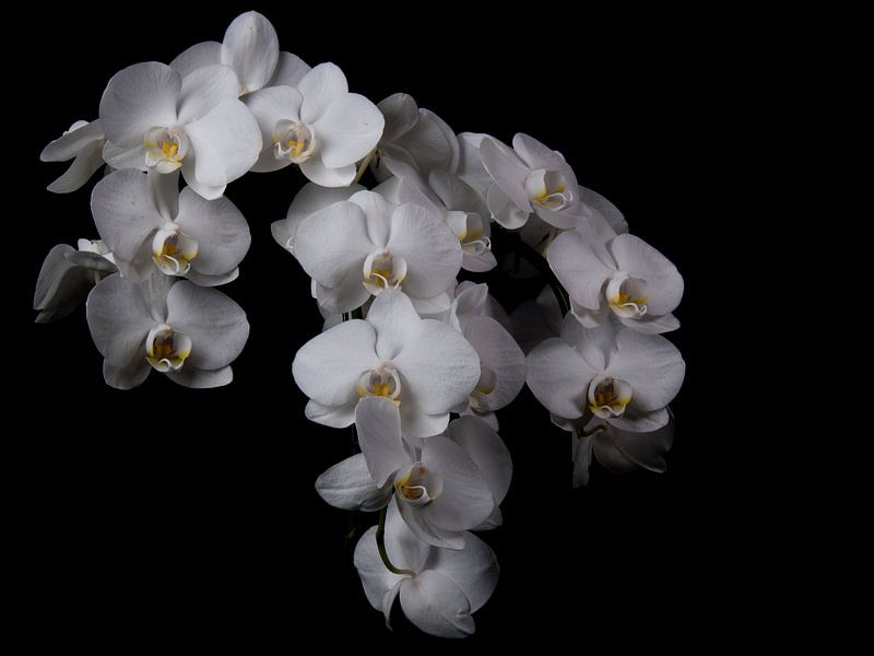 witte orchideen van j deuzeman