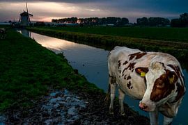 Polderkoe by Tino van Dam