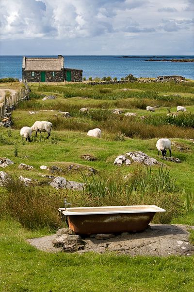 Schafe an der irischen Küste von Hans Kwaspen