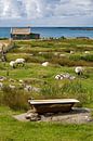 Grazing sheep at Galway, Ireland by Hans Kwaspen thumbnail