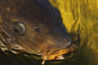 Carp