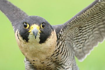 Slechtvalk (Falco peregrinus) van Ronald Pol