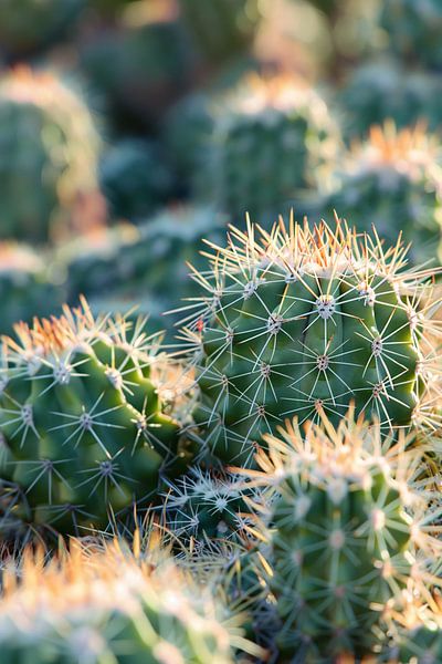 Black-and-white photo of cacti in the sun by Imperial Art House