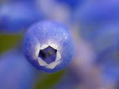 Blaue Traube von Caroline Lichthart Miniaturansicht