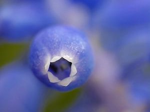 Blaue Traube