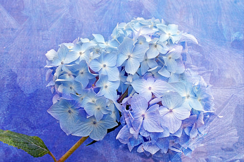 Zarte Blüte