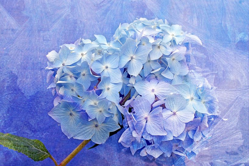 Zarte Blüte von Martina Fornal
