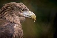 Arend by Alexander Cox thumbnail