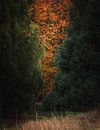 Herbstlicher Durchblick von Kristoff De Turck Miniaturansicht