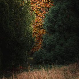 herfst doorkijkje van Kristoff De Turck