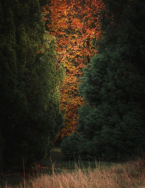 Herbstlicher Durchblick von Kristoff De Turck