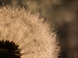 Des tons chauds de brun et de champagne : Une lumière brillante à travers une peluche sur Marjolijn van den Berg