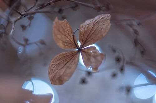 moody hydrangea leaf