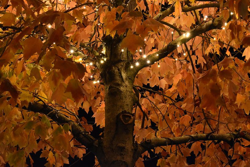 Arbre d'automne par H,M SOETENS