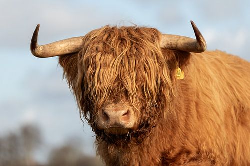 Portret van het hoofd van een Schotse hooglander stier