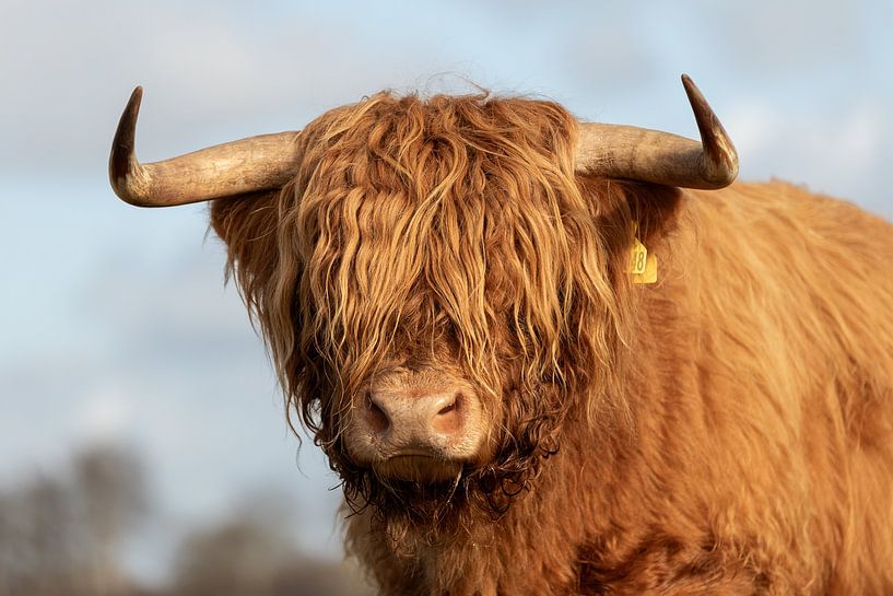 Portrait of the head of a Scottish highlander bull by KB Design & Photography (Karen Brouwer)