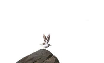 A common sandpiper on a rock