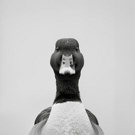 Duck - black and white photography by Poster Art Shop