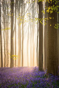 Hallerbos van Samantha Rorijs