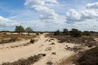 De Kale Duinen, Aekingerzand in het Drents-Friese Wold