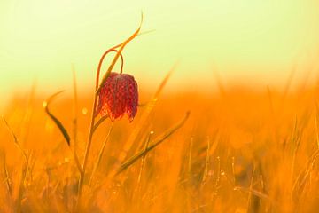 Wilde Kievitsbloem in een weiland tijdens zonopgang in het voorjaar