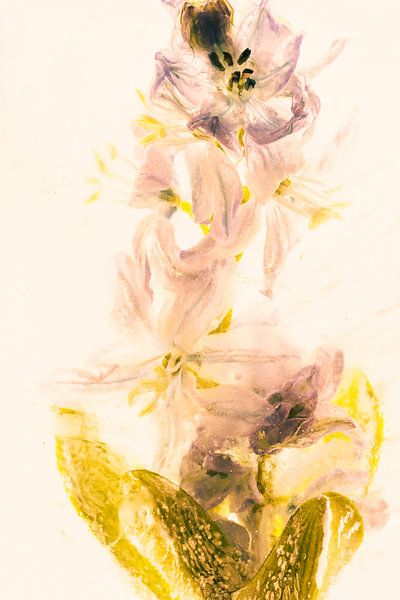Scilla in Ice 2, coloured orange by Marc Heiligenstein