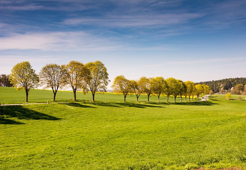 Trees along a country road by ManfredFotos